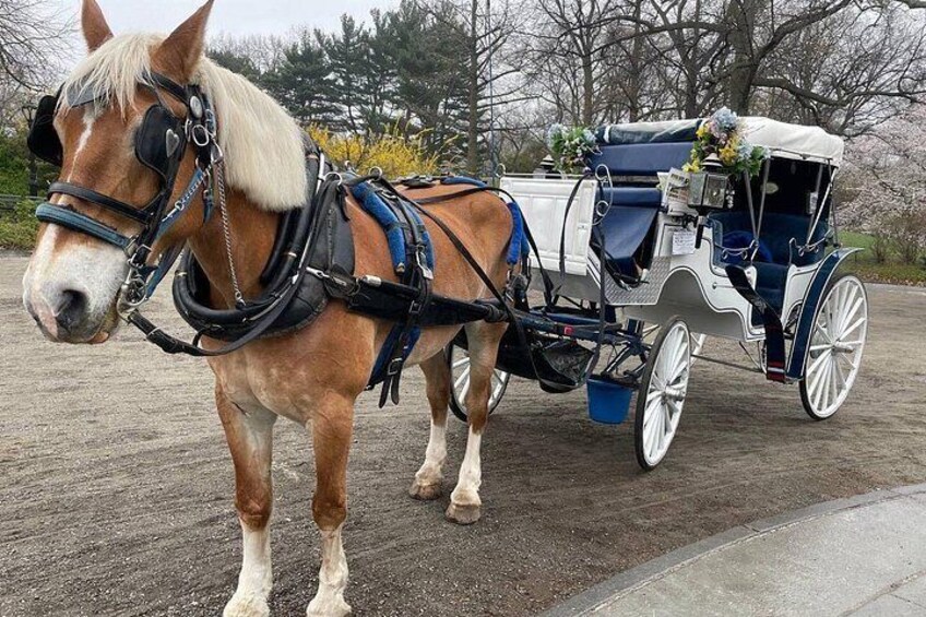 Central Park Horse Carriage Ride 4
