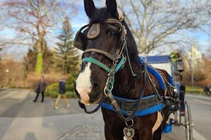 Central Park Horse Carriage Ride 3