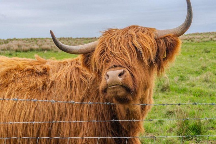 A Highland cow with long fur and curved horns standing behind a barbed wire fence. 1