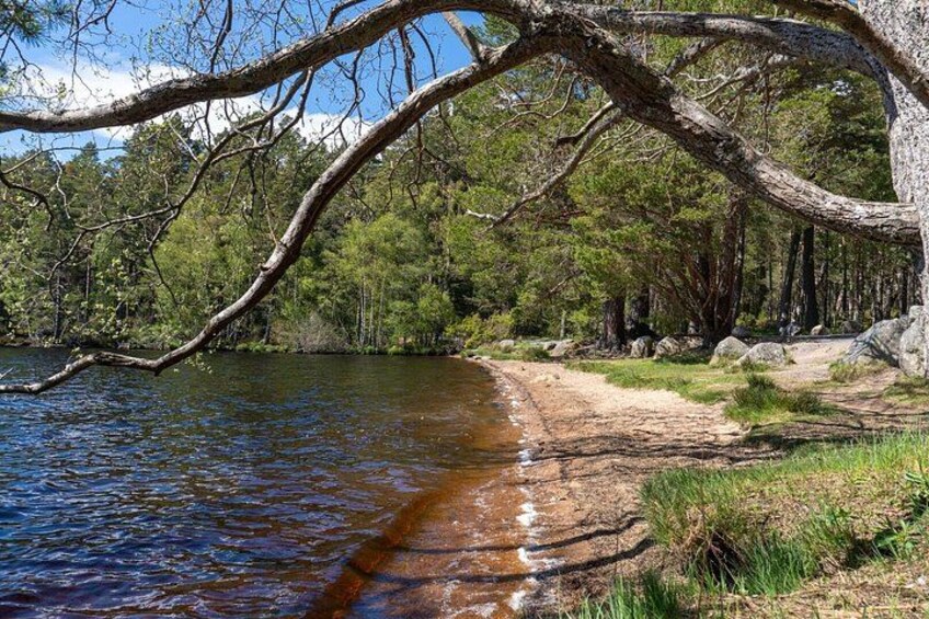A river with a sandy beach, a fallen tree, and a forested area. 2