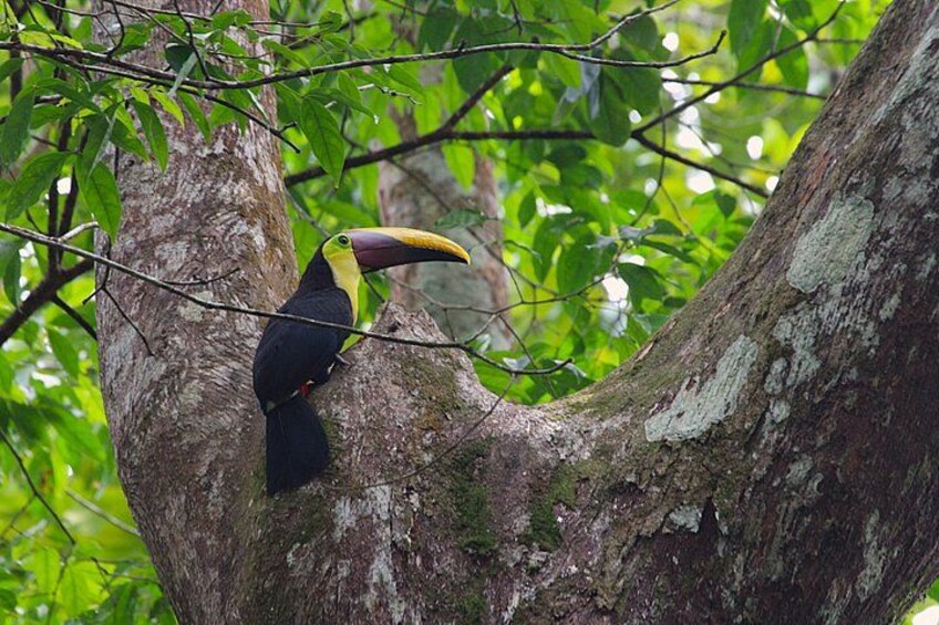 Un tucán posado sobre una rama de árbol en un bosque. 4