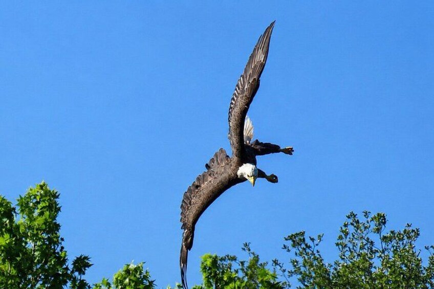Ein Greifvogel, der mit ausgebreiteten Schwingen am blauen Himmel gleitet. 2