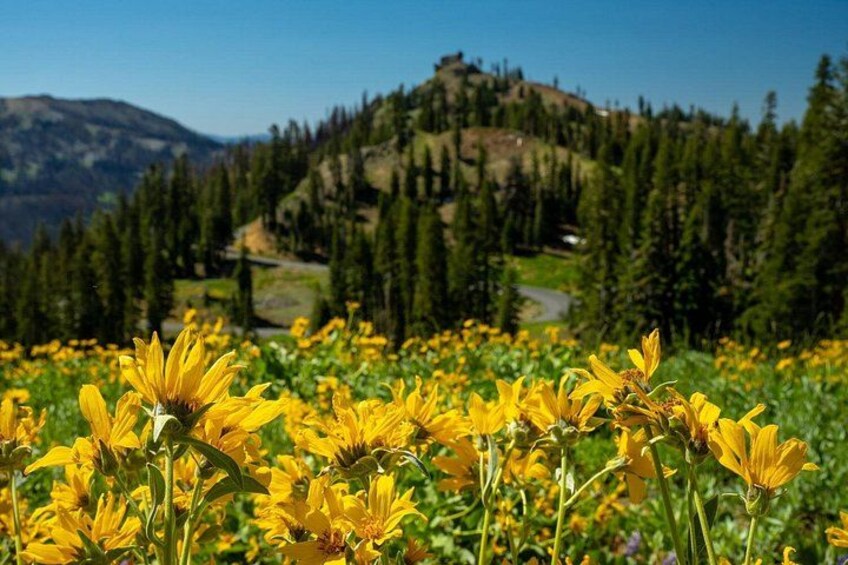 Un champ de fleurs jaunes, avec une montagne et une forêt en arrière-plan. 4