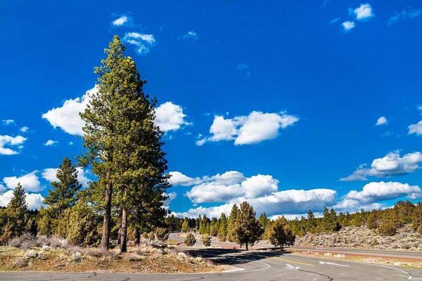 Une route bordée d’un grand arbre à feuilles persistantes sur le côté gauche, un ciel bleu dégagé et un paysage vallonné en arrière-plan. 3