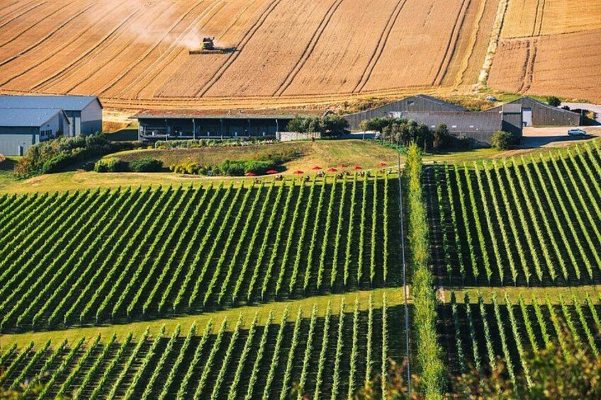 Viñedos con hileras de vides, una casa de campo y un granero. 4