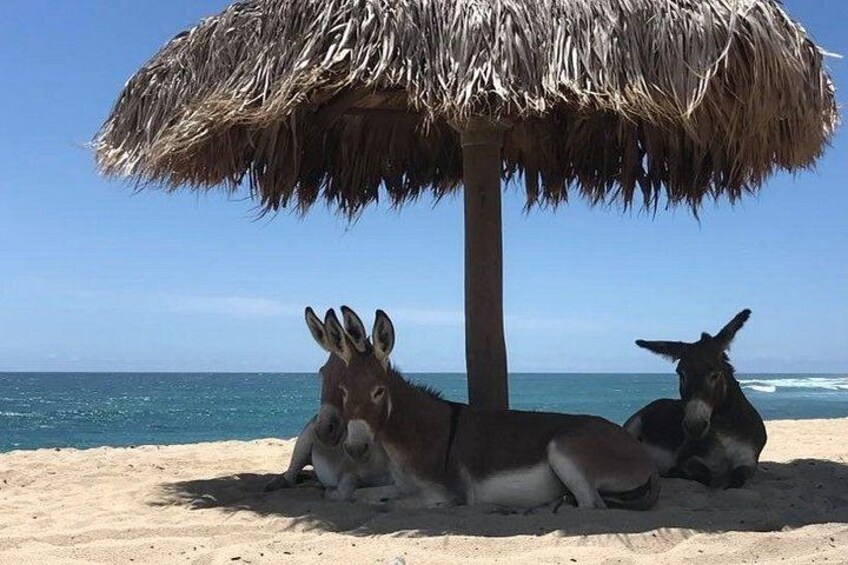 Deux ânes se reposent sous un parasol en chaume sur une plage, avec l’océan en arrière-plan. 2