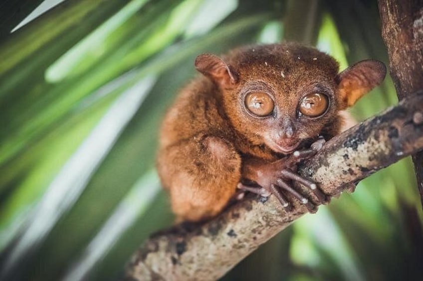 Ein kleines, pelziges Tier mit großen Augen sitzt auf einem Ast. 4