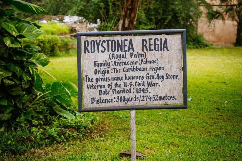 Letrero sobre la Roystonea regia (palmera real) con detalles sobre su familia, origen, nombre de género y fecha de plantación. 3