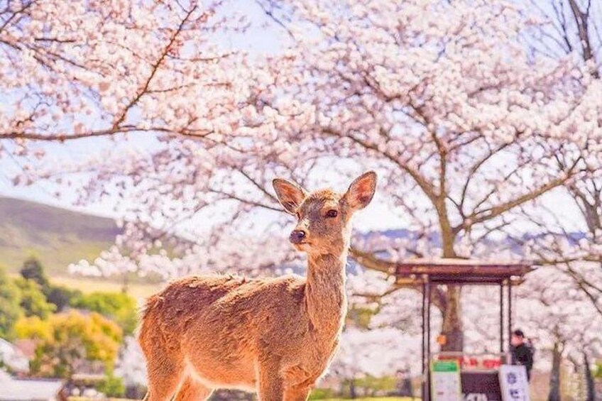 Cute deer under the cherry blossoms and snow, enjoying a leisurely time 5