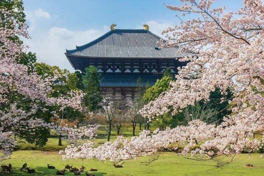 Todaiji Temple: Nara's landmark, majestic and solemn, embodying the weight of time and the mysterious power of religion. 2