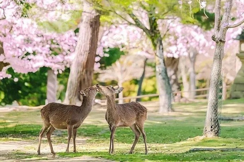 Two deer in Nara Park interact closely and are full of love 4
