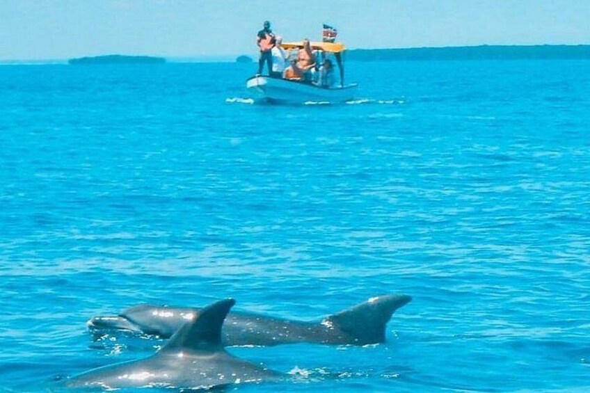 Dolphin and Snorkling Tour in Watamu 2