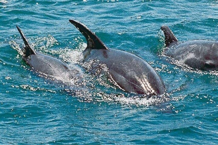 Dolphin and Snorkling Tour in Watamu 1