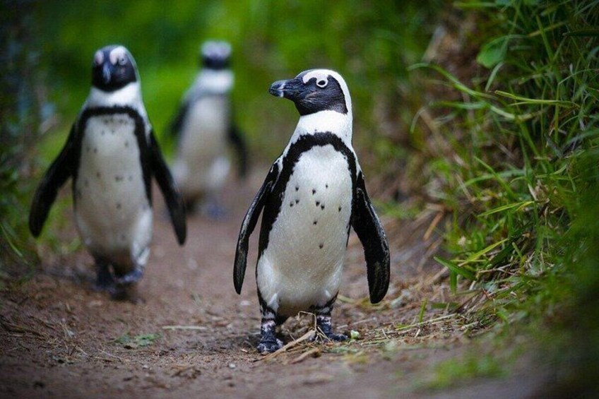 Three penguins walking on a dirt path surrounded by greenery. 3