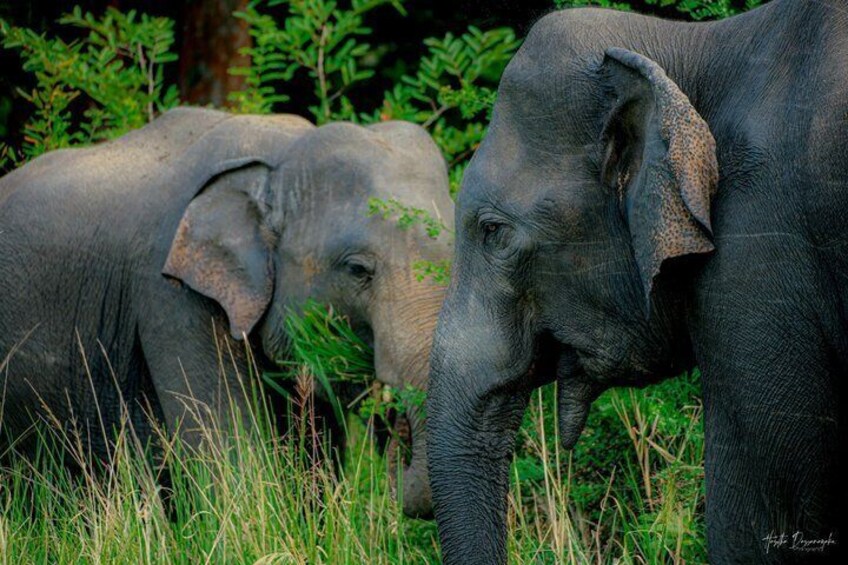 Sigiriya Hike & Minneriya Safari Private Full Day Tour 4