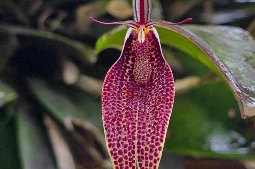 Full-Day Private Cloud Forest Hummingbird Feeders &Quito Old Town 2