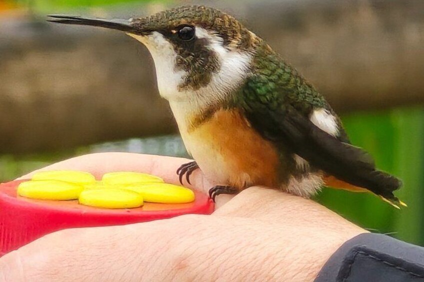 Full-Day Private Cloud Forest Hummingbird Feeders &Quito Old Town 3