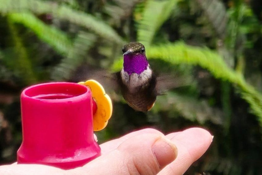 Un colibri vole en flottant près d’une main qui tient un récipient rouge et un objet jaune. 1