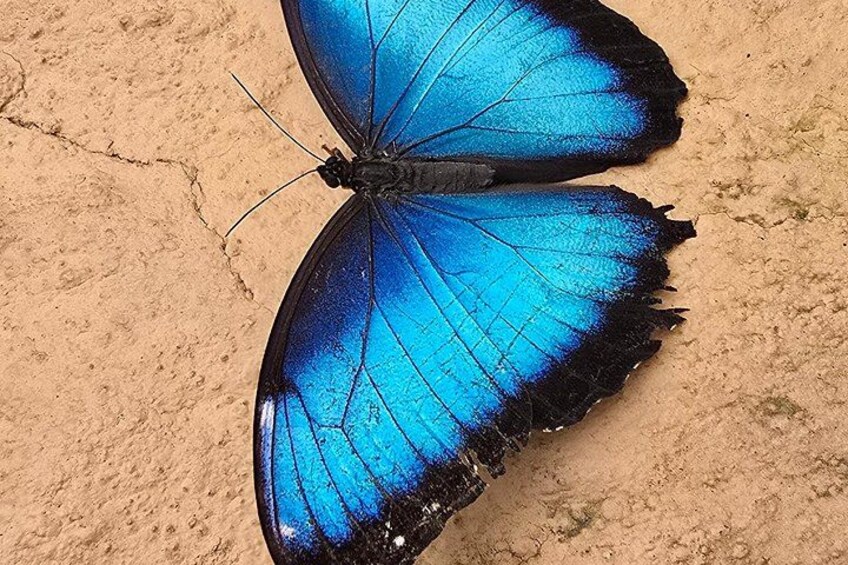 Un papillon bleu aux bords noirs, posé sur une surface sablonneuse. 5