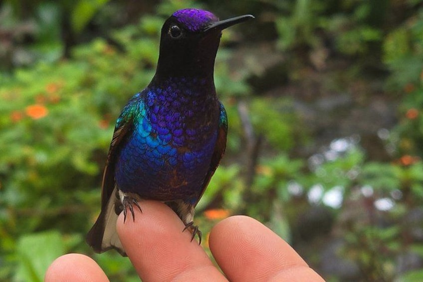 Un colibri s’est posé sur le doigt d’une personne. 4
