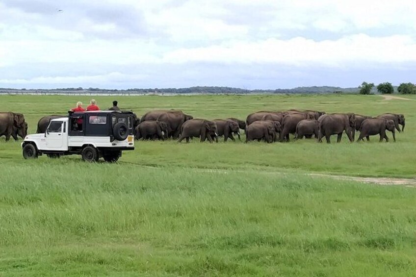 Un vehículo safari con pasajeros observando una manada de elefantes en un campo cubierto de hierba. 3