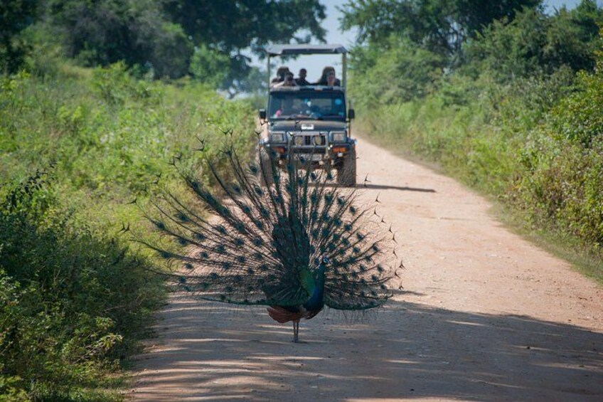 A peacock on a dirt road with a vehicle in the background. 3