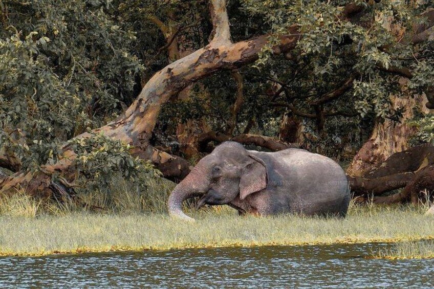 An elephant lying on the grass near a water body, surrounded by trees. 5