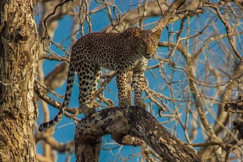 Wilpattu National Park Private Safari From Dambulla & Sigiriya 1