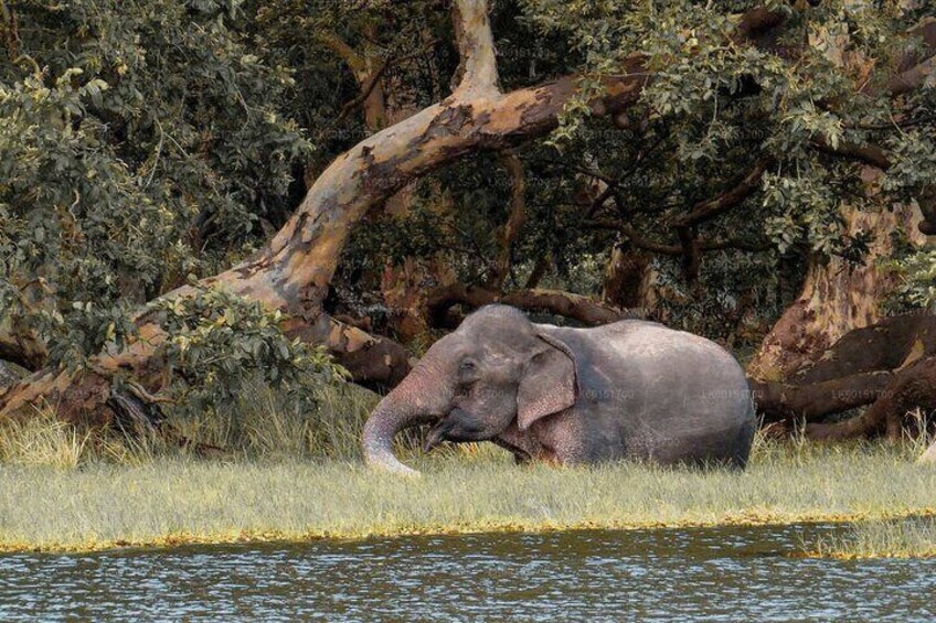 Wilpattu Private Safari From Sigiriya or Habarana 4