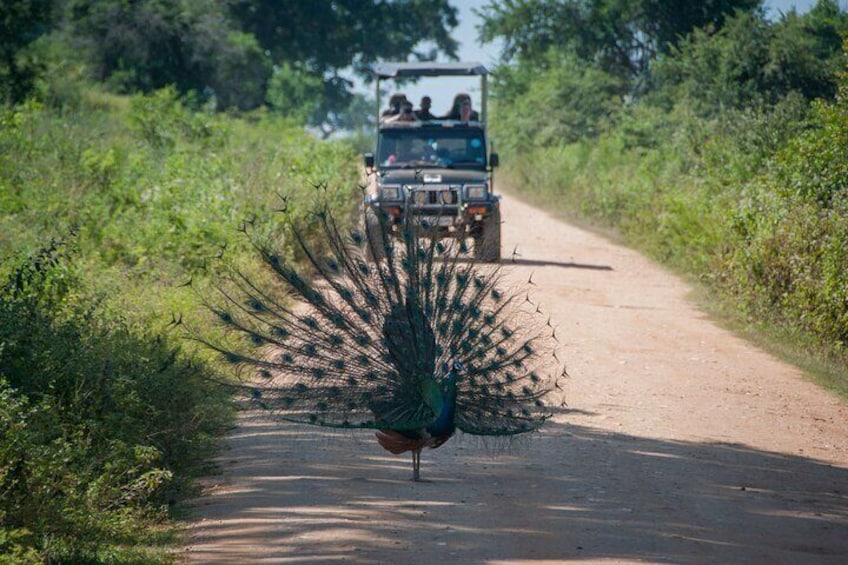 Wilpattu Private Safari From Sigiriya or Habarana 2