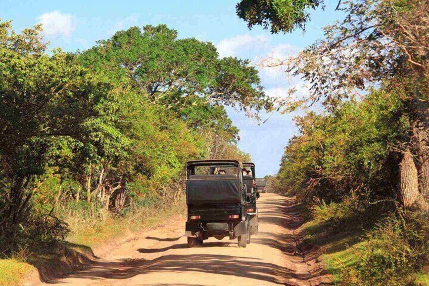 Wilpattu Private Safari From Sigiriya or Habarana 3