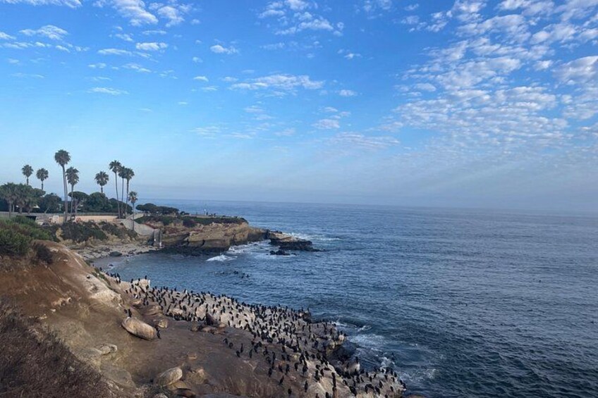 Costa rocosa con una extensa colonia de pingüinos, palmeras y el océano bajo un cielo parcialmente nublado. 4