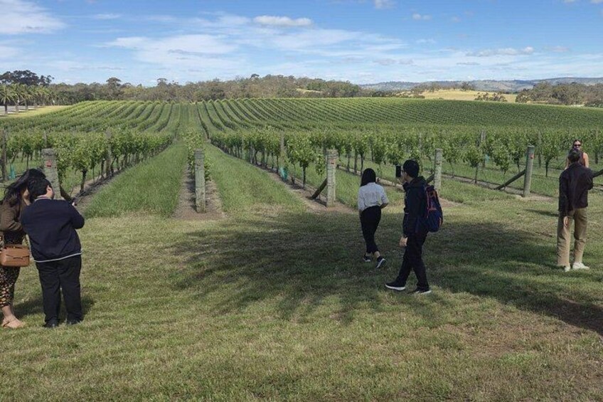Beautiful Vineyards 5