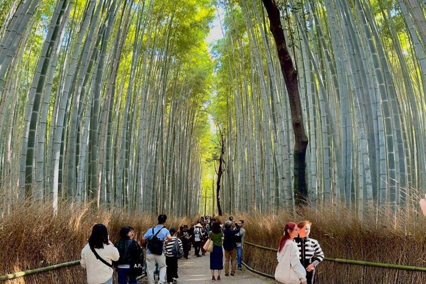 A bamboo forest pathway with people walking. 4