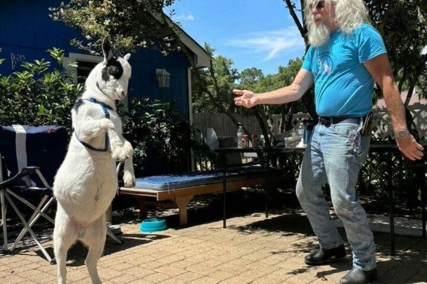 Private Rabbit and Chicken Petting Experience in Navarre 2