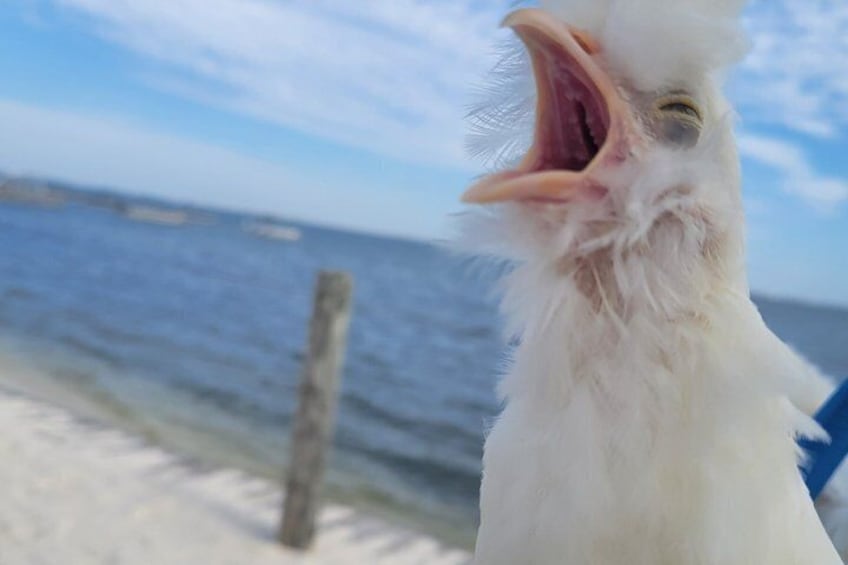 Private Rabbit and Chicken Petting Experience in Navarre 4
