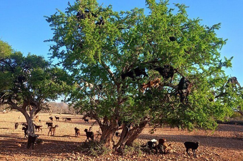 Taroudant and Tiout Oasis Guided Day Trip with Lunch 4