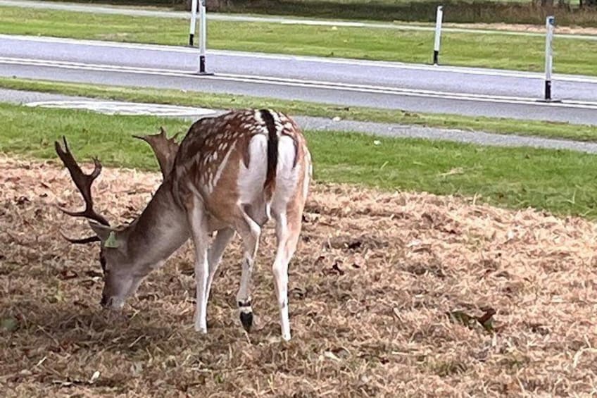 Ett rådjur som betar på torrt gräs nära en väg. 2