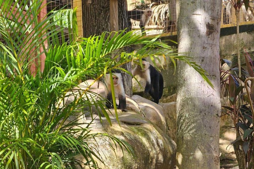 Roatan Garifuna History & Mangrove Tour Combo 2