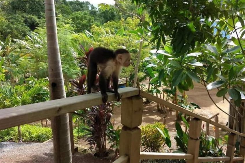 Roatan Garifuna History & Mangrove Tour Combo 4