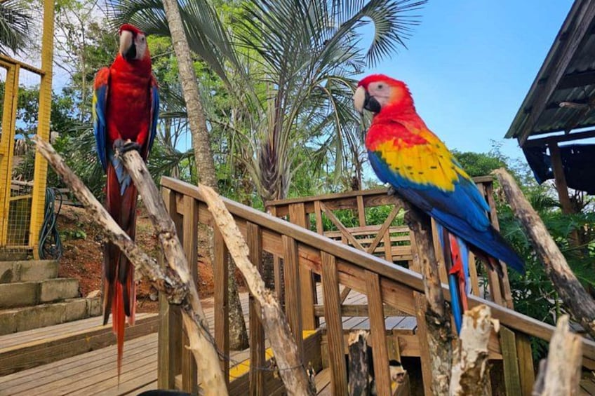 Roatan Garifuna History & Mangrove Tour Combo 3
