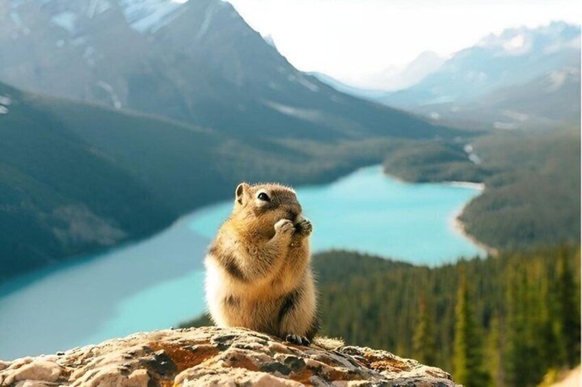 A chipmunk on a rock with a mountain and lake in the background. 1