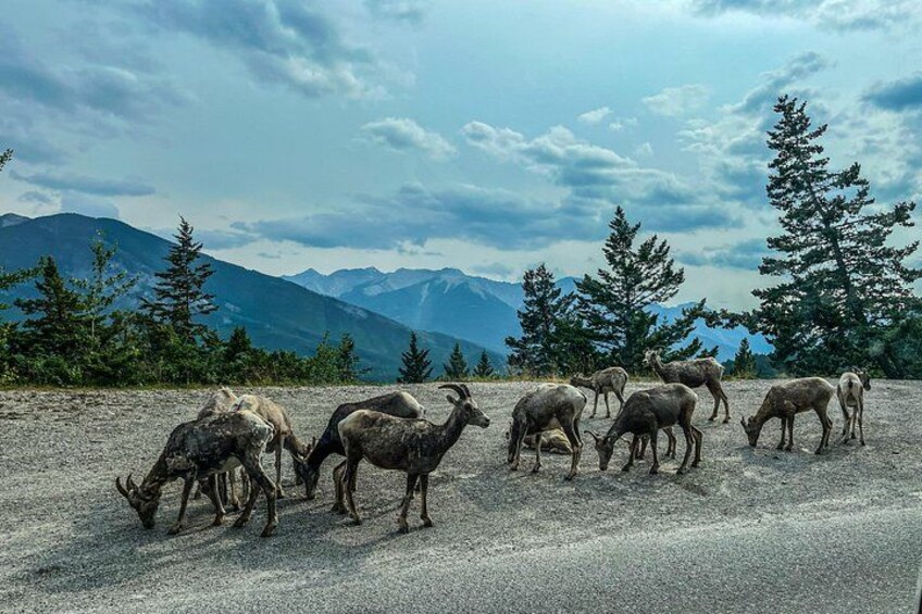 A herd of elk grazing on a gravel road with mountains in the background. 3
