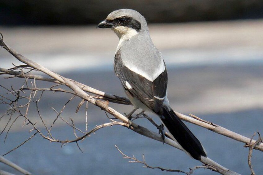 Loggerhead Shrike 1
