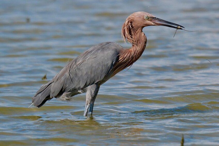 Reddish Egret 2