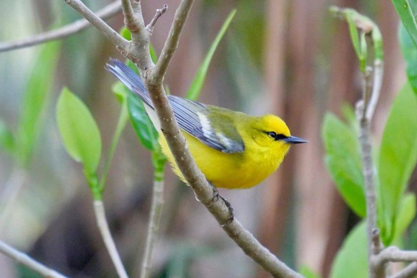 Blue-winged Warbler 5