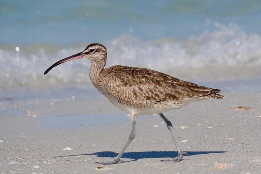 Whimbrel 3