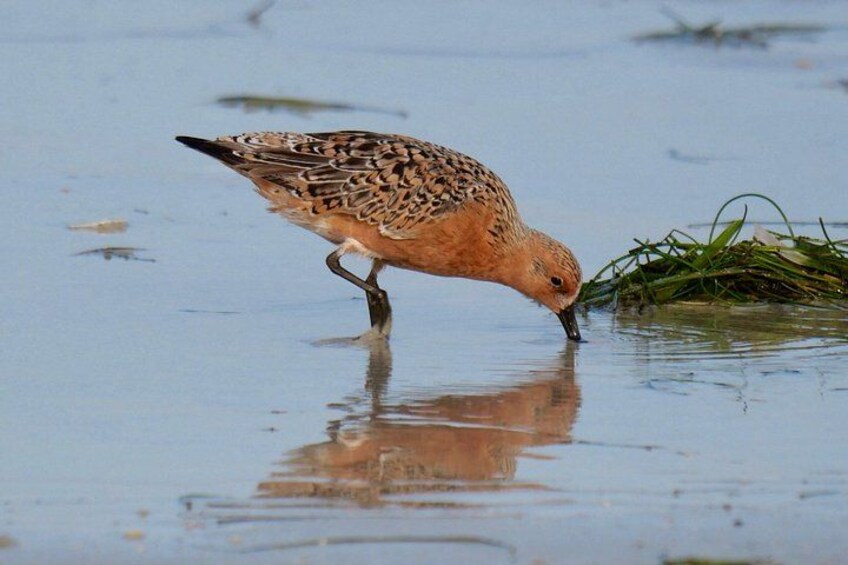 Red Knot 4