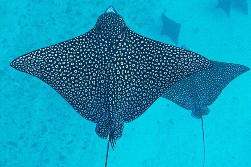 Ein großer, gefleckter Fisch schwimmt unter Wasser. 2