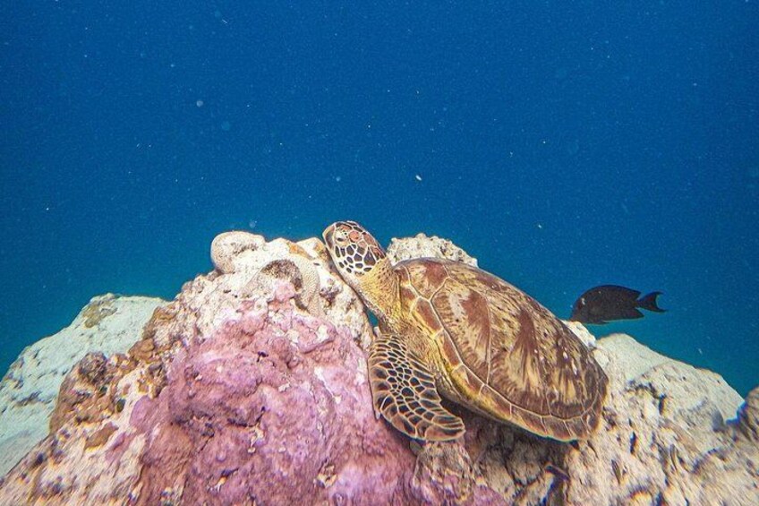 Eco Friendly Sea Scooter Turtle Tour in Rarotonga 3
